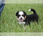 Small #5 Auss-Tzu