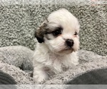 Small #2 Zuchon