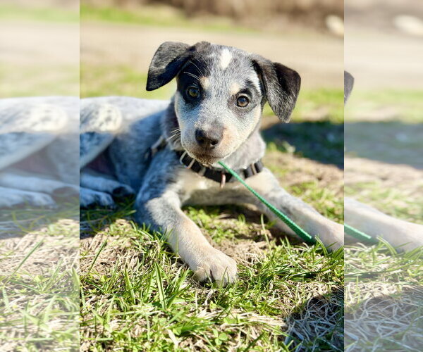 Medium Photo #6 Mutt Puppy For Sale in West Cornwall, CT, USA