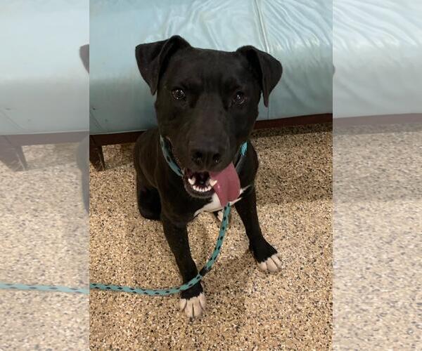 Medium Photo #1 American Pit Bull Terrier-Unknown Mix Puppy For Sale in Incline Village, NV, USA