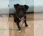 Small American Pit Bull Terrier Mix