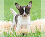 Small #1 Chihuahua