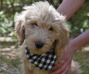 Medium Goldendoodle