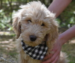 Small Photo #13 Goldendoodle Puppy For Sale in MORELAND, GA, USA