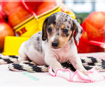 Small #2 Dachshund