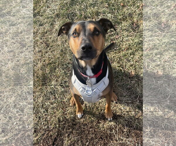 Medium Photo #2 Mutt Puppy For Sale in Chester, NJ, USA