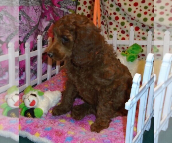 Medium Photo #11 Poodle (Standard) Puppy For Sale in CLATSKANIE, OR, USA