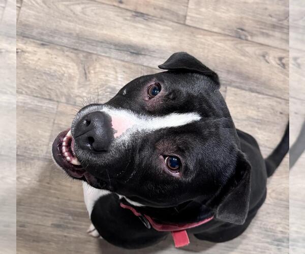 Medium Photo #2 Mutt Puppy For Sale in Incline Village, NV, USA