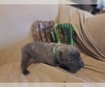 Small Photo #8 Cane Corso Puppy For Sale in JACKSON, GA, USA