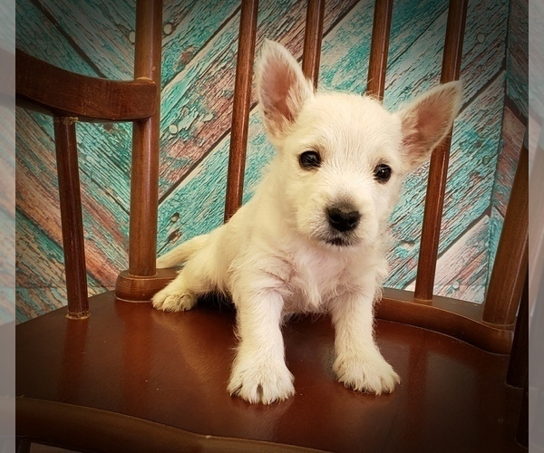 Medium Photo #2 West Highland White Terrier Puppy For Sale in RENO, NV, USA
