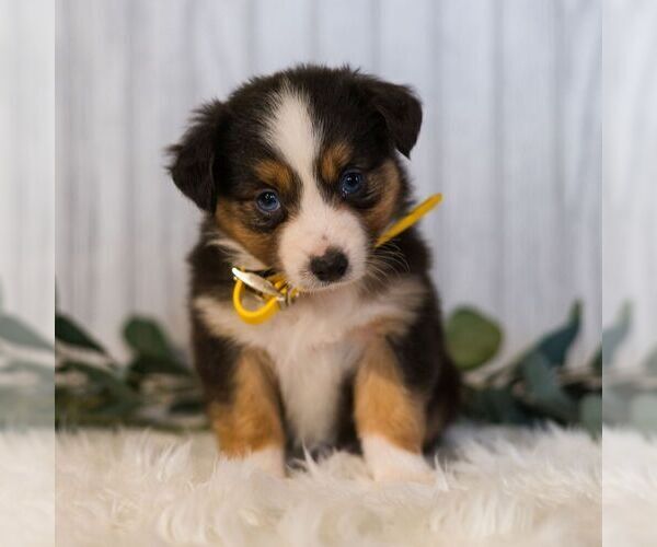 Medium Photo #3 Miniature Australian Shepherd Puppy For Sale in REBERSBURG, PA, USA
