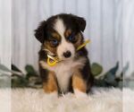 Small #2 Miniature Australian Shepherd