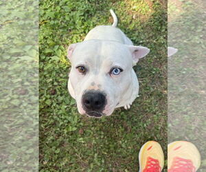 American Staffordshire Terrier-Unknown Mix Dogs for adoption in Holly Springs, NC, USA