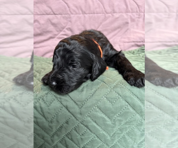 Medium Photo #1 Saint Berdoodle Puppy For Sale in HOMOSASSA, FL, USA