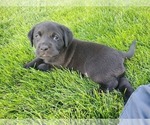 Small Photo #12 Labrador Retriever Puppy For Sale in FLAGLER, CO, USA