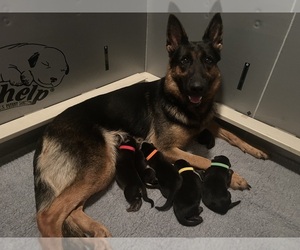 Mother of the German Shepherd Dog puppies born on 09/05/2023