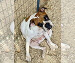 Small #4 Boxer
