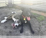 Small #20 Labrador Retriever Mix
