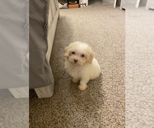 Maltipoo Puppy for sale in BRANDON, MS, USA