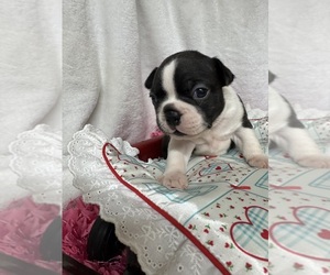 Boston Terrier Puppy for sale in FREDONIA, KS, USA