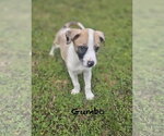 Small #1 Australian Shepherd-Great Dane Mix
