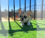 Small #2 French Bulldog