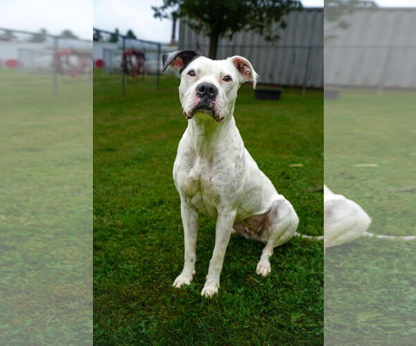 Medium Photo #4 Boxer-Unknown Mix Puppy For Sale in Martinsburg, WV, USA