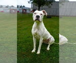 Small #3 Boxer Mix