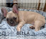 Small Photo #9 French Bulldog Puppy For Sale in MCKINLEYVILLE, CA, USA