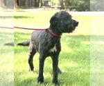 Small #3 Boxer-Poodle (Standard) Mix