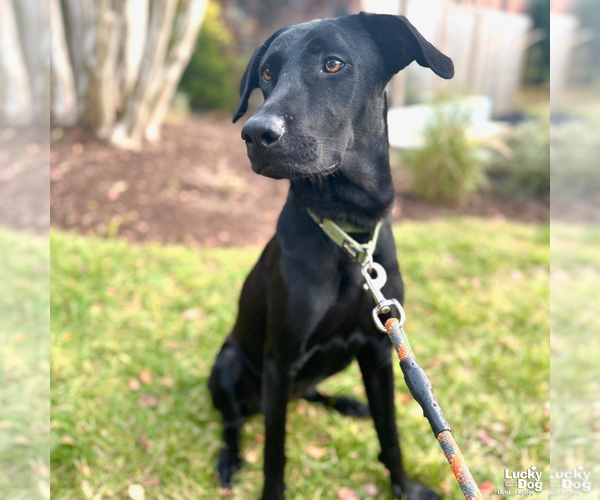 Medium Photo #10 Labrador Retriever-Unknown Mix Puppy For Sale in Washington, DC, USA