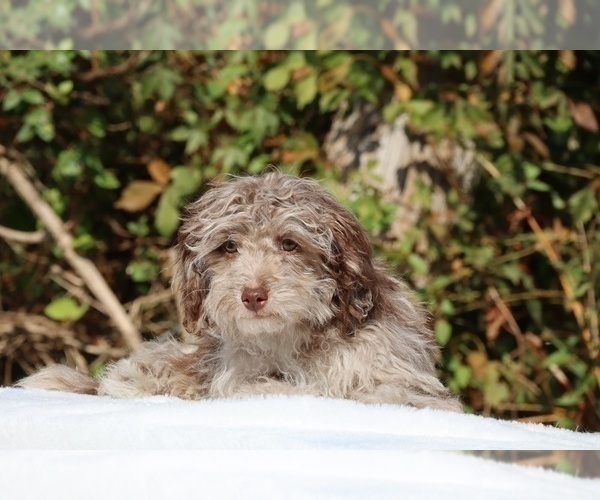 Medium Photo #9 ShihPoo Puppy For Sale in DYERSBURG, TN, USA