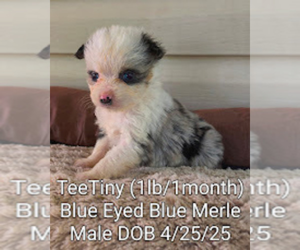 Medium Photo #4 Miniature Australian Shepherd Puppy For Sale in WOODLEAF, NC, USA