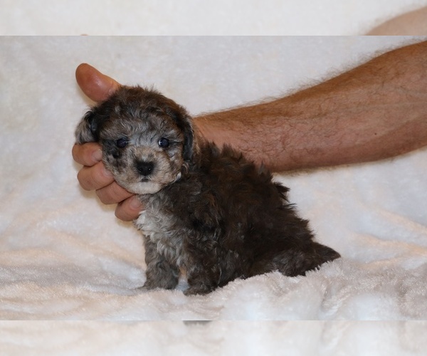 Medium Photo #8 Poodle (Toy) Puppy For Sale in DYERSBURG, TN, USA