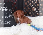 Small #3 Dachshund