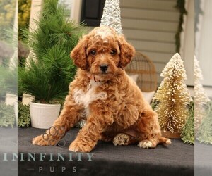 Goldendoodle (Miniature) Puppy for sale in EPHRATA, PA, USA