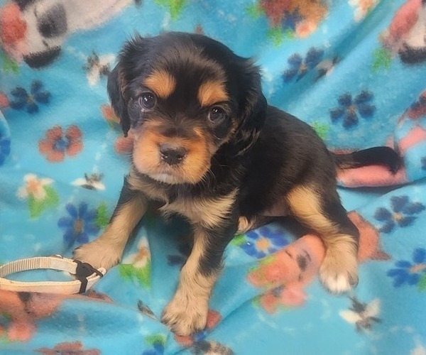 Medium Photo #4 Aussalier Puppy For Sale in ATHOL, ID, USA