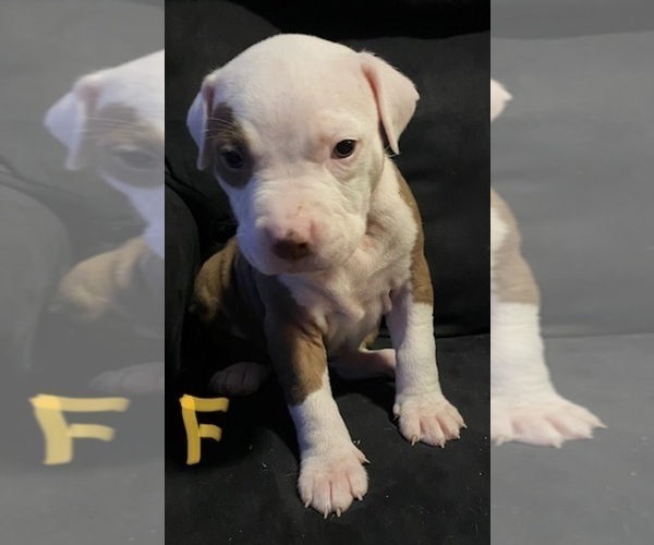 Medium Photo #3 American Pit Bull Terrier Puppy For Sale in ELMA, WA, USA