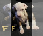 Small Photo #3 American Pit Bull Terrier Puppy For Sale in ELMA, WA, USA