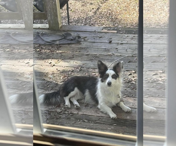 Medium Photo #2 Border Collie-Dachshund Mix Puppy For Sale in Valrico, FL, USA