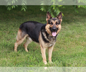 Father of the German Shepherd Dog puppies born on 04/04/2024