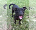 Small Labrador Retriever Mix
