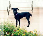 Small #1 Italian Greyhound