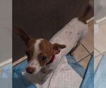 Small #3 Chihuahua