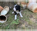 Small Photo #2 Border Collie Puppy For Sale in LECOMA, MO, USA