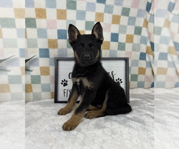 Medium Photo #1 German Shepherd Dog Puppy For Sale in FRANKLIN, IN, USA