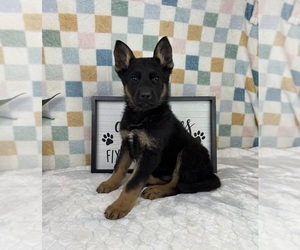 German Shepherd Dog Puppy for Sale in FRANKLIN, Indiana USA