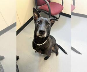 Stormy-$75 Adoption Fee! Diamond Dog! - Female Labrador Retriever-Unknown Mix Dog for Adoption - Photo #10