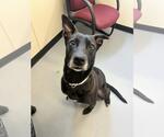 Small #9 Labrador Retriever Mix