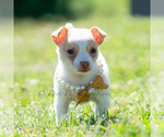 Small Photo #83 Chihuahua Puppy For Sale in WARSAW, IN, USA
